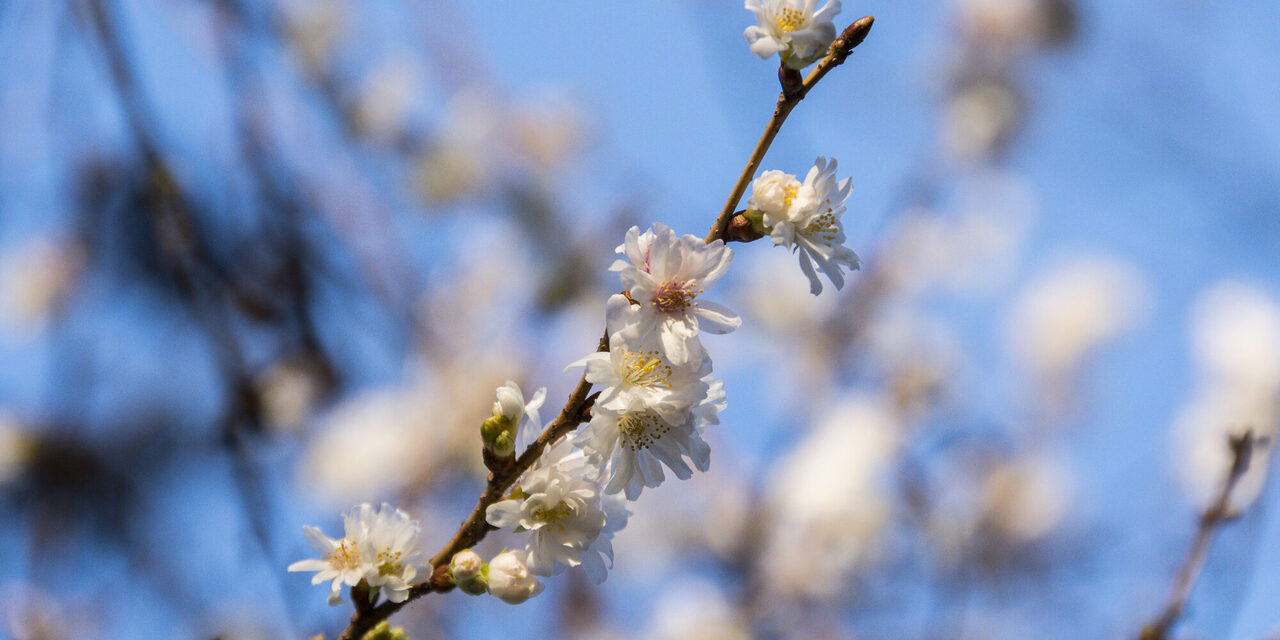 Zweig mit Blüten