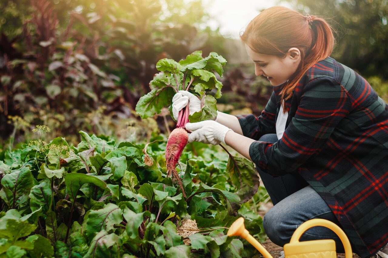Frau im Garten, pflanzt Gemüse an