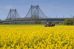 Rapsfeld mit Uerdinger Brücke