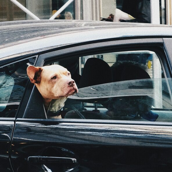 American Staffordshire Terrier im Auto