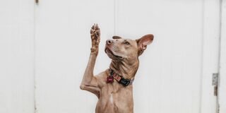 Hund der seine Pfote hebt