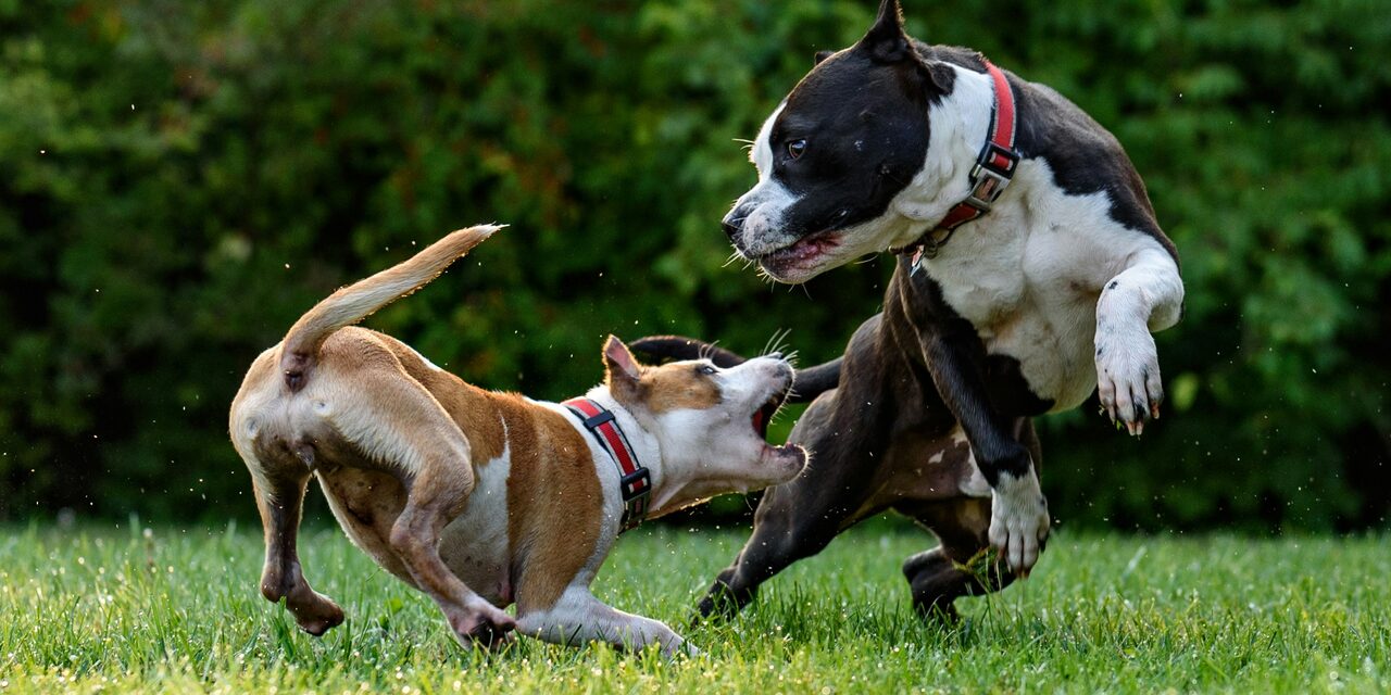 Zwei Hunde, die sich raufen