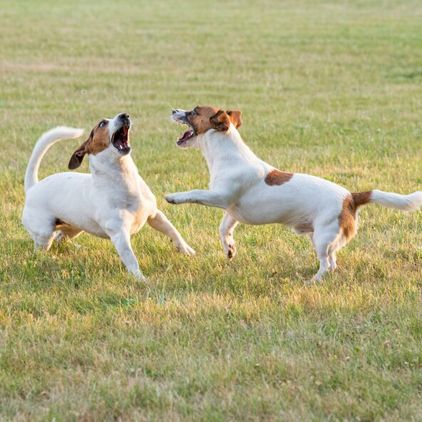 Zwei Hunde, die sich raufen