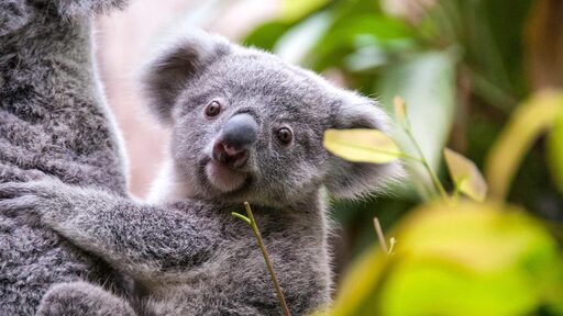 Koala Zoo Duisburg