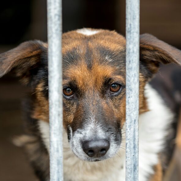 Hund hinter einem Gitter