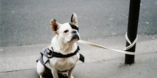 Hund alleine an einer Laterne angeleint