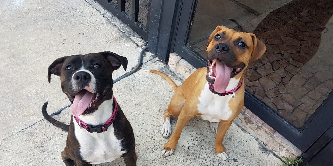 Zwei Pitbull Terrier