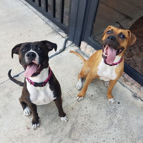 Zwei Pitbull Terrier