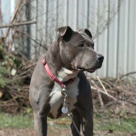 American Staffordshire Terrier