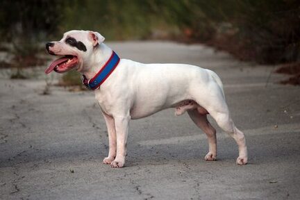 Staffordshire Bullterrier