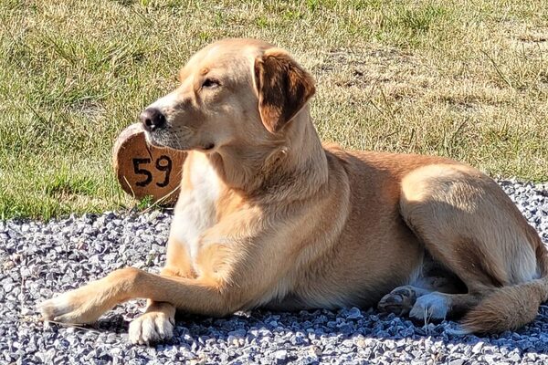 Hund der Rasse Labrador Retriever