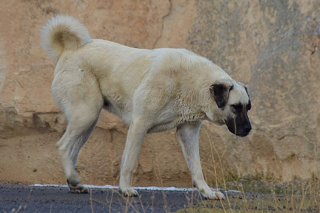 Kangal