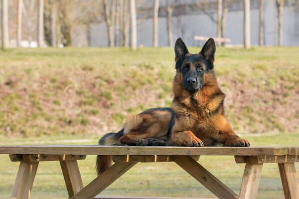 Schäferhund auf einem Tisch