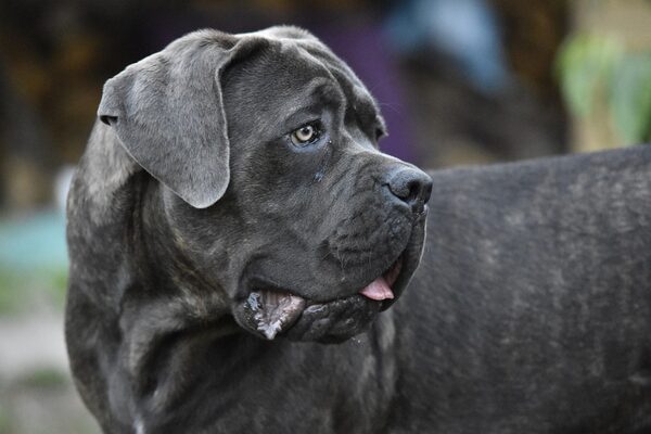 Cane Corso Italiano