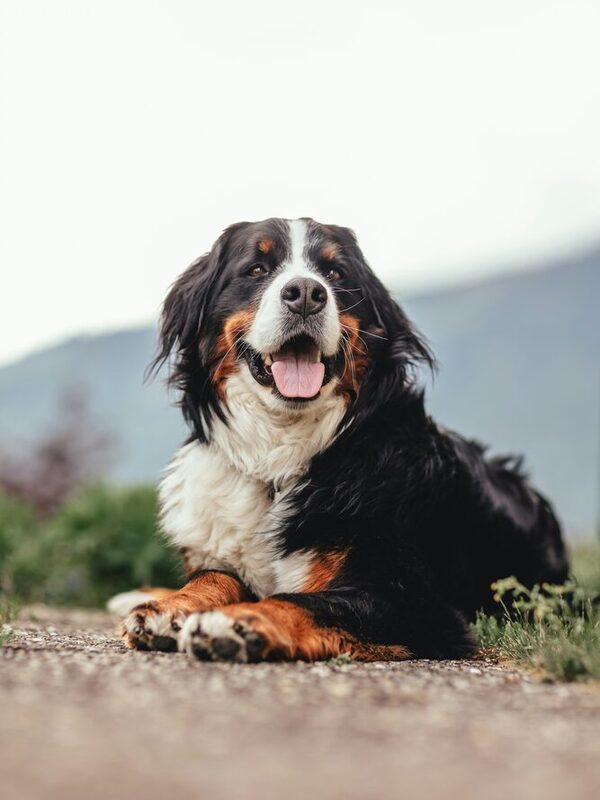 Berner Sennenhund