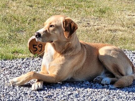 Hund der Rasse Labrador Retriever