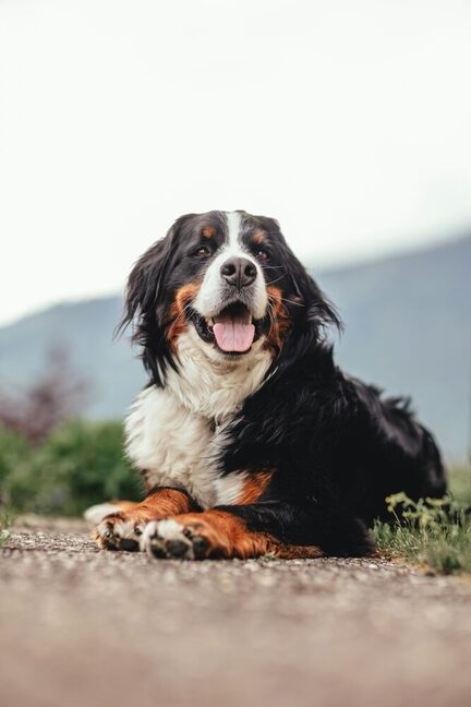 Berner Sennenhund