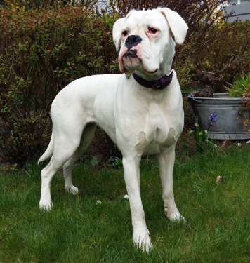 Weißer Boxer