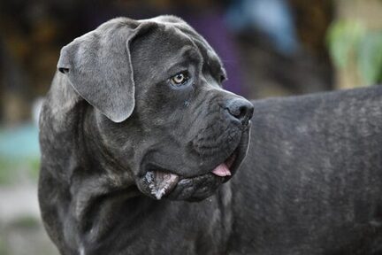 Cane Corso Italiano