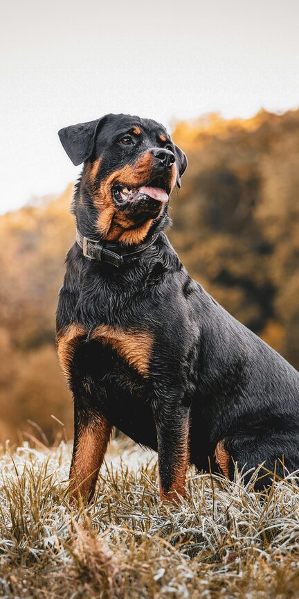 Rottweiler