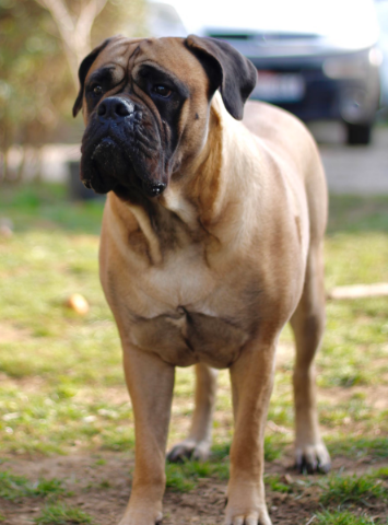 Bullmastiff