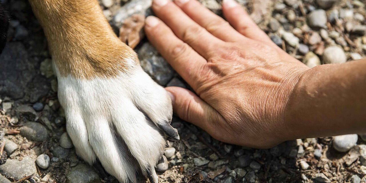 Hand und Pfote nebeneinander