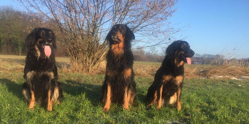 Drei Hunde der Rasse Hovawart sitzend auf einer Wiese