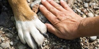 Hand und Pfote nebeneinander