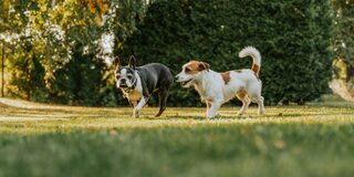 zwei HUnde hintereinander auf einer Wiese