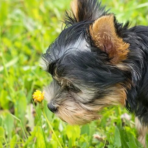 Hund der sein Geschäft verrichtet