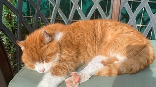 Rote Katze, die auf einer Bank liegt und schläft