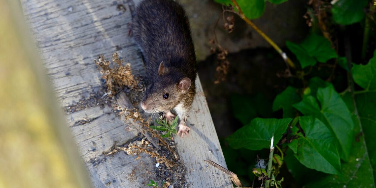 Ratte auf dem Dach