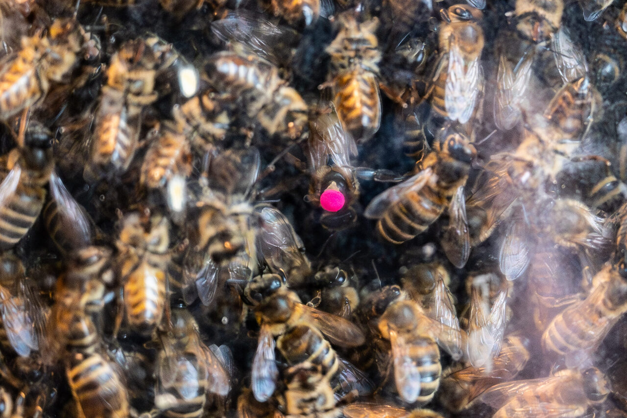 Alles und alle für die Königin (rosa Punkt): Das Bienenvolk tummelt sich um die Chefin, um sie warm zu halten