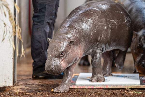 Mufaro legt "Fuß" ans Werk an.