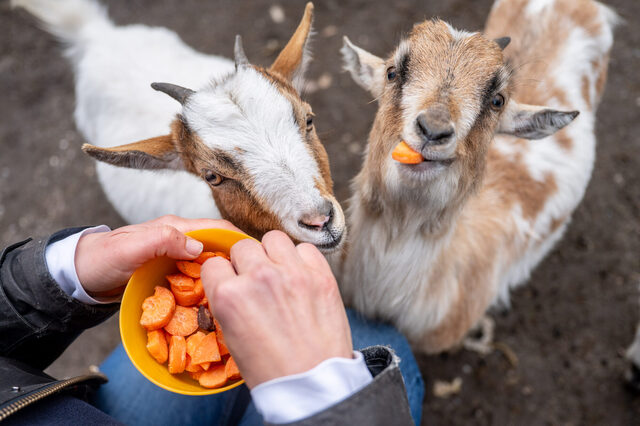 Direkt am Eingang des Tiergeheges werden die Gäste von den Zwergziegen gebrüßt.