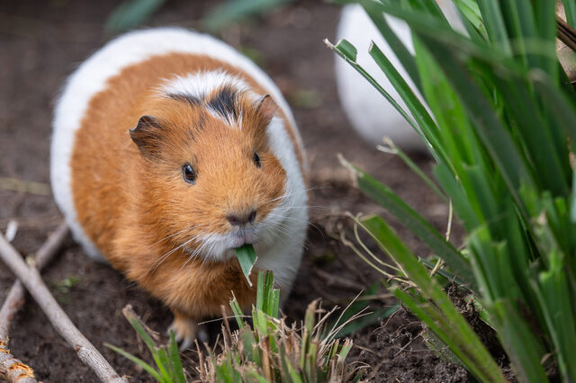 Die Meerschweinchen sind die Lieblinge der kleinen Besucherinnen und Besucher.