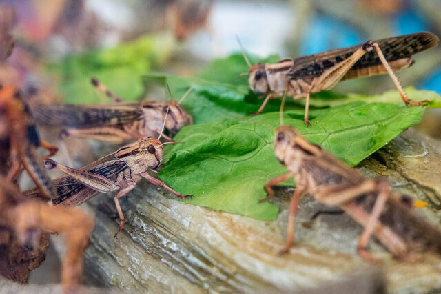 Mittagspause bei Familie Heuschrecken: Lehren macht hungrig.