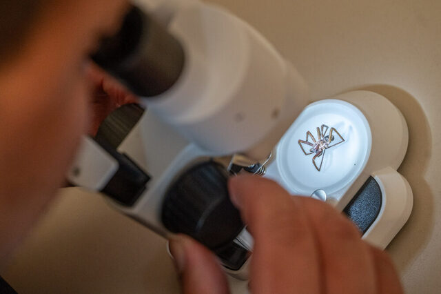 Im Seminar werden auch Unterrichtsmethoden vermittelt - zum Beispiel das Begutachten von Kleinlebewesen (hier eine Spinne) unterm Mikroskop.