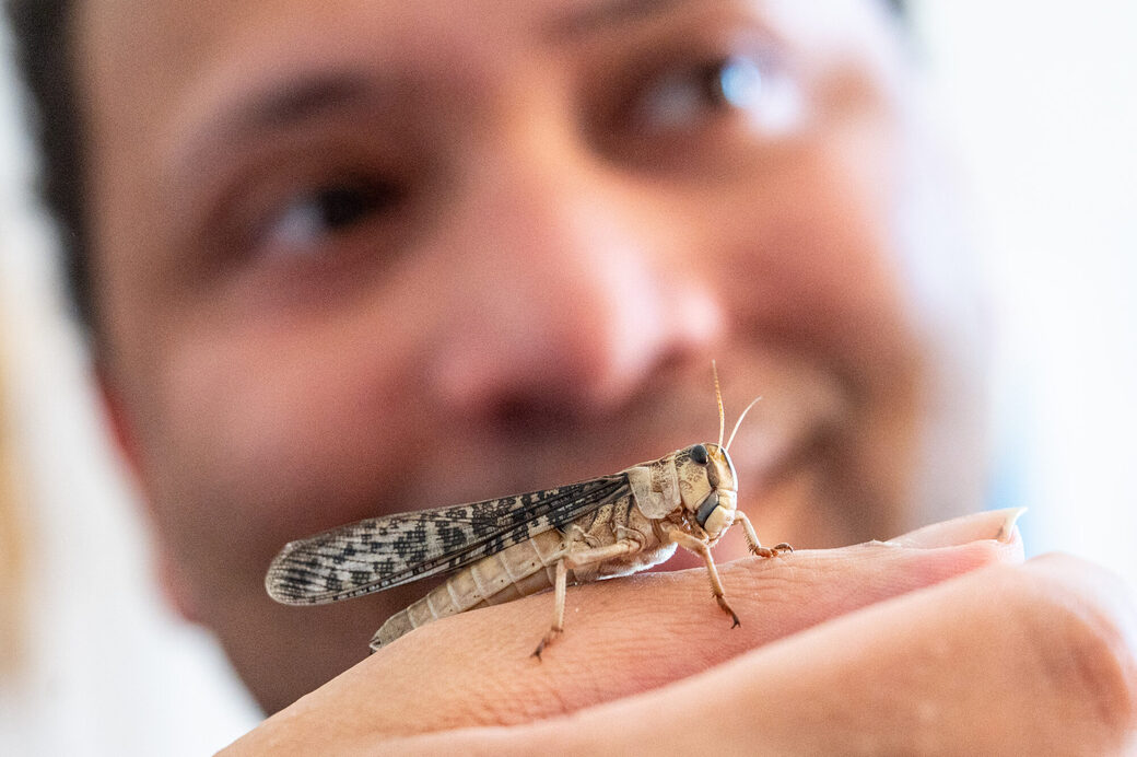 Manchmal hält sogar die hektische Heuschrecke still.