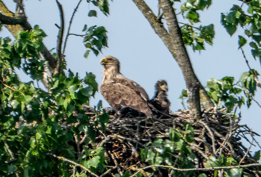 Um die Seeadler in ihrem Horst zu beobachten, braucht man schon ein ziemlich großes Fernrohr - das ist auch gut so, reagieren die Vögel doch empfindlich auf Menschennähe.