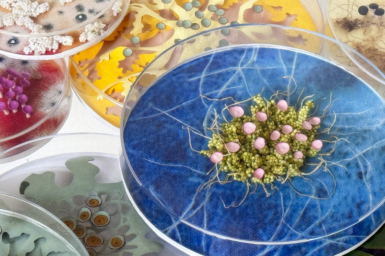 Ulrike Waltemathe lässt in Petrischalen Mikroskopisches groß werden