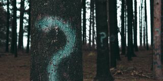 Fragezeichen auf Bäumen