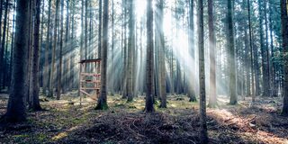 Sonnenlicht im Wald
