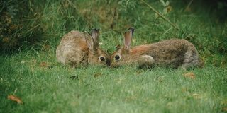 Kaninchen auf der Wiese