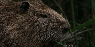 Nutria im Gras