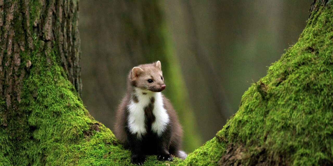 Steinmarder im Wald