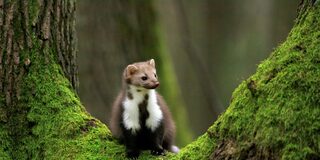 Steinmarder im Wald