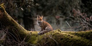 Fuchs im Wald