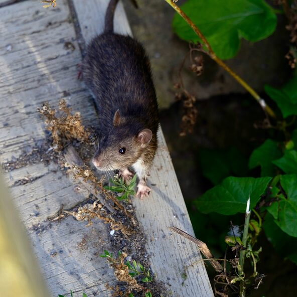 Ratte auf dem Dach