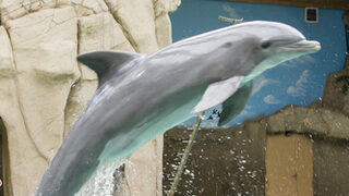 Delfin springt in die Luft